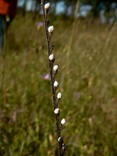{Lithospermum virginianum}